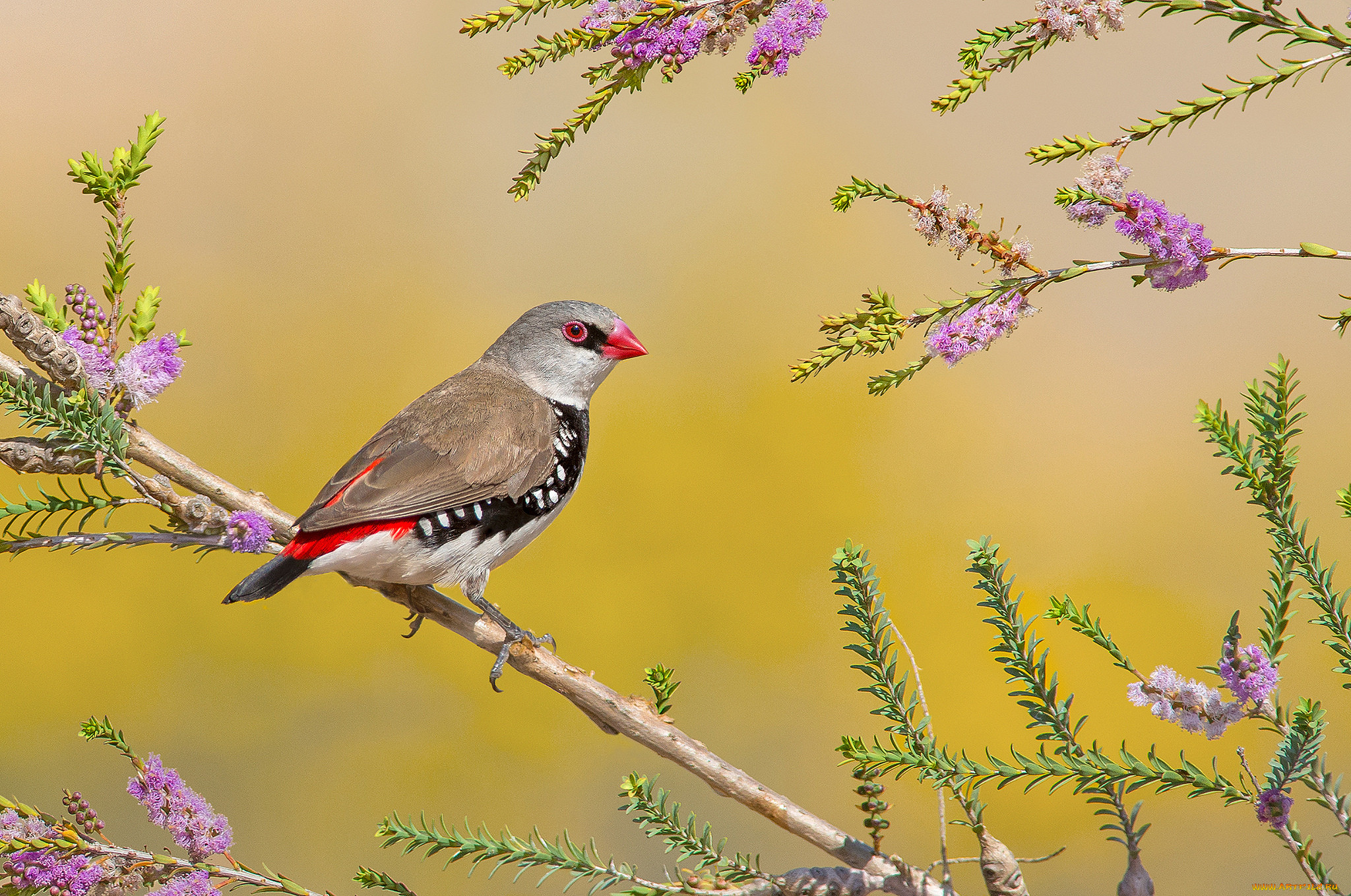 diamond firetail, , , 